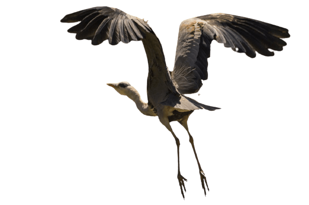 heron png