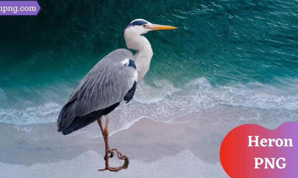 [Best 57+] Heron PNG » Hd Transparent Background