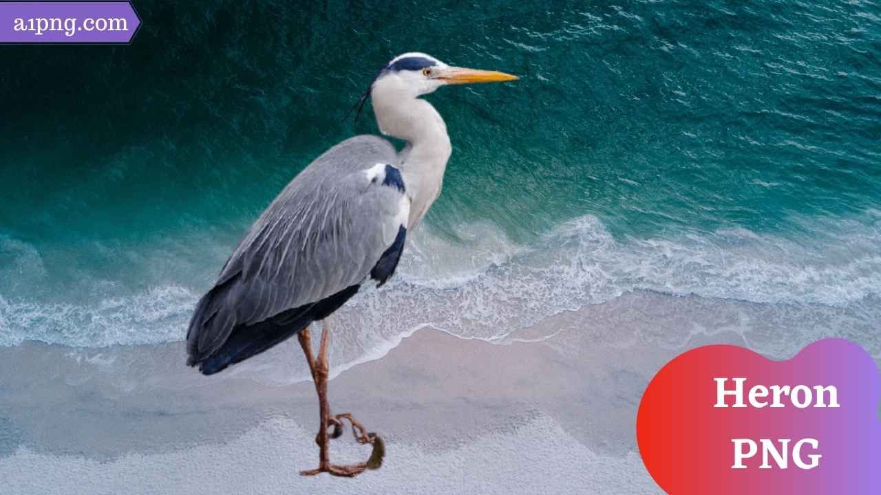 Best 57+] Heron PNG » Hd Transparent Background » A1png