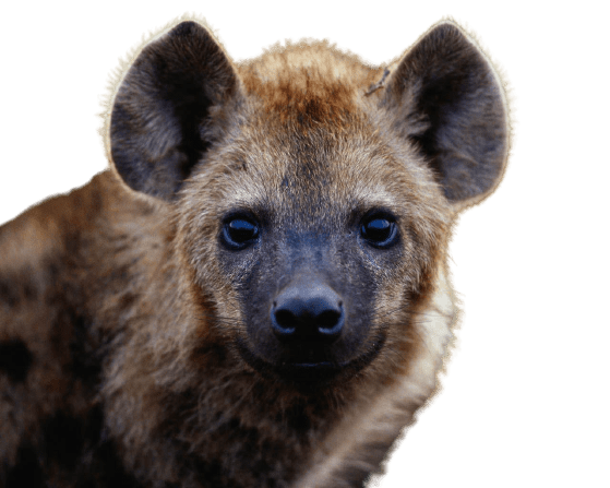 hyena-1