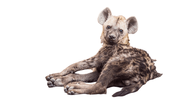 hyena-10