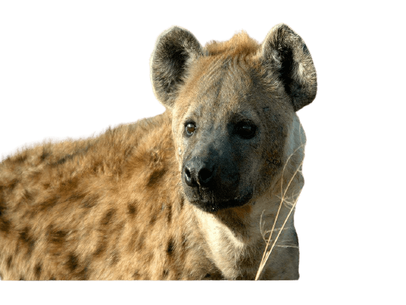 hyena-12
