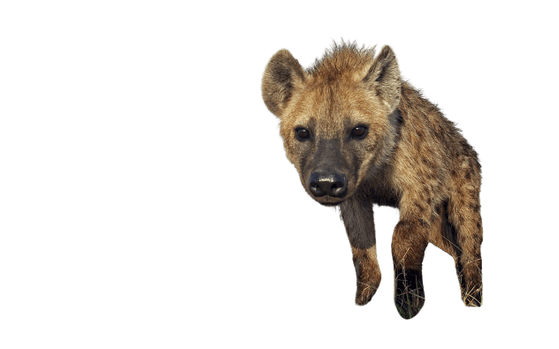 hyena-13
