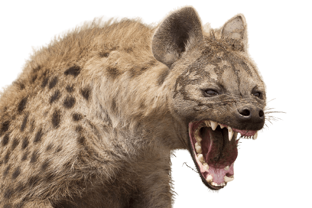 hyena-14