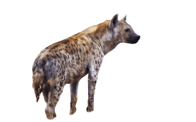 hyena-18