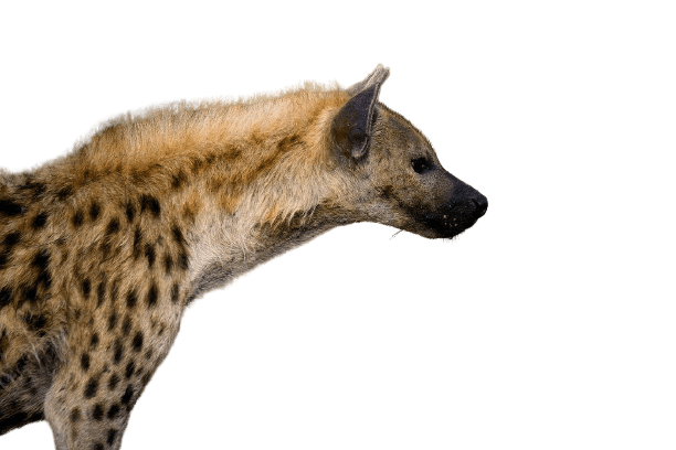 hyena-19