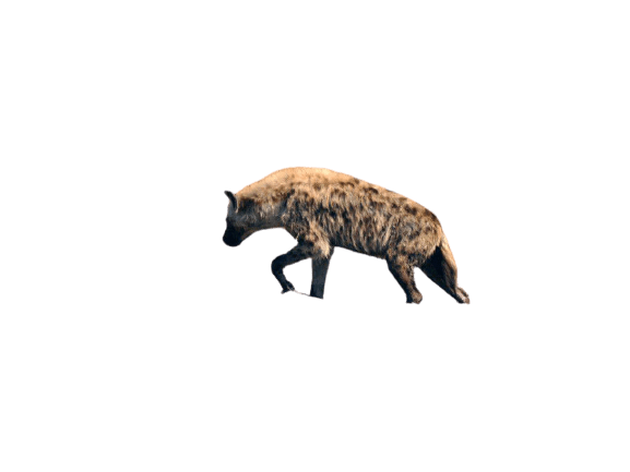 hyena-20