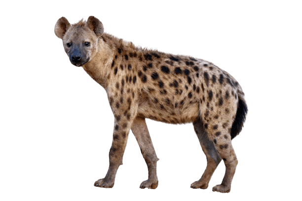 hyena-21