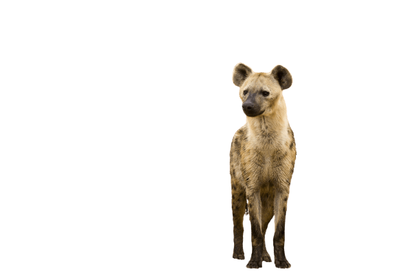 hyena-23