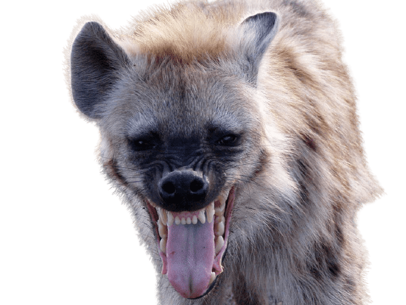 hyena-25