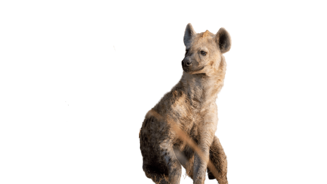 hyena-26