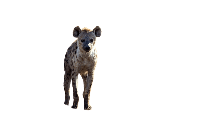 hyena-29