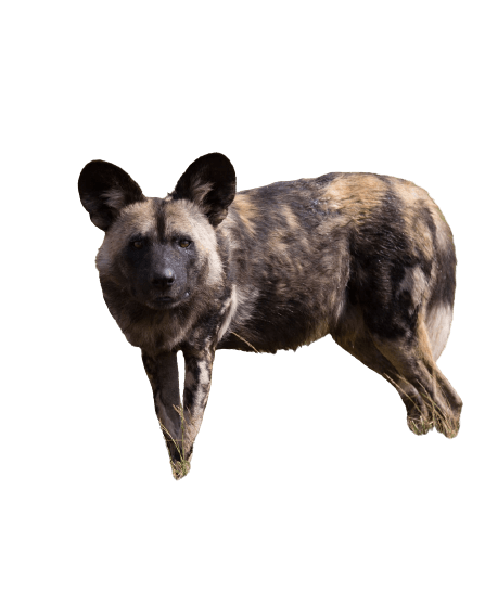 hyena-3