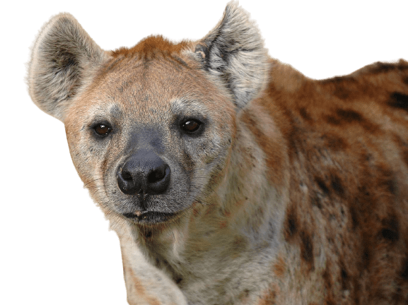 hyena-30