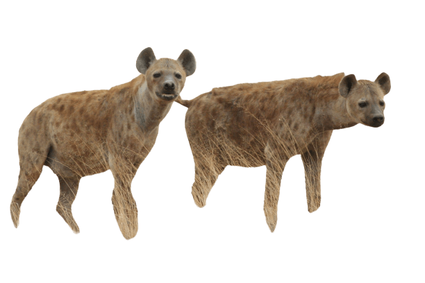 hyena-33