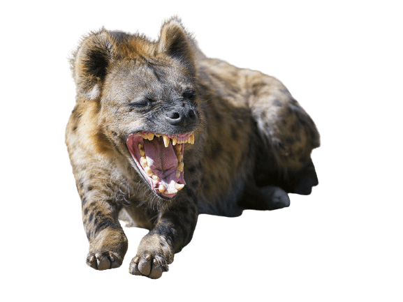 hyena-34
