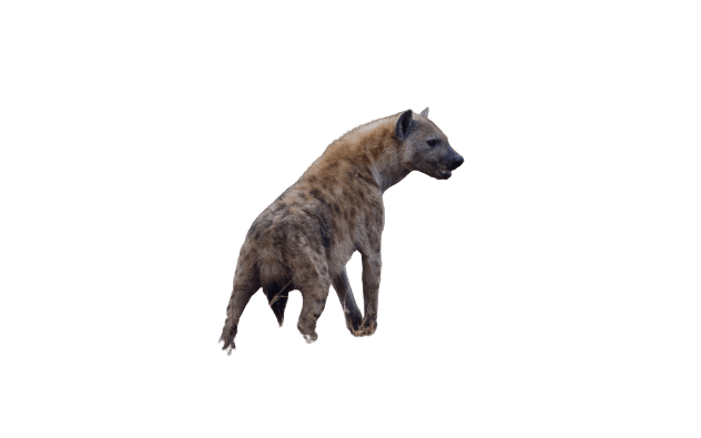 hyena-35