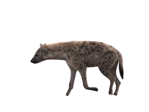 hyena-36
