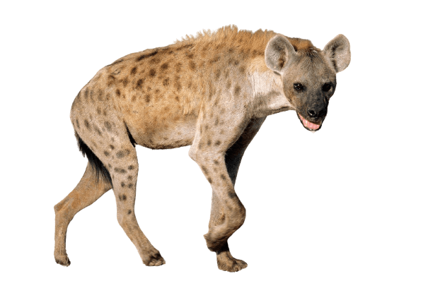hyena-37