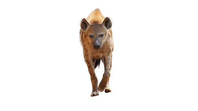 hyena-38