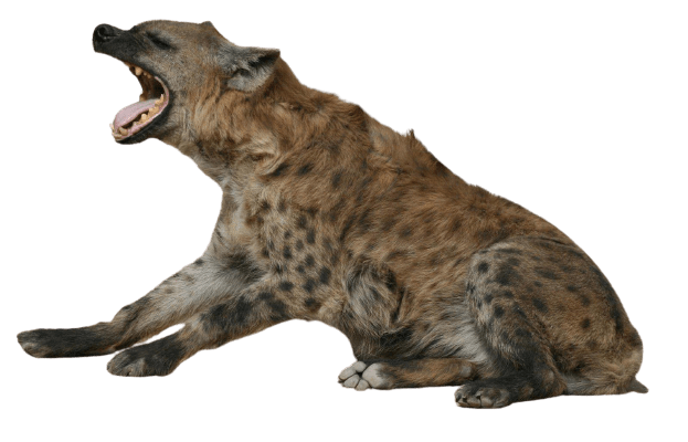hyena-39