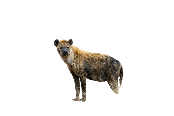 hyena png
