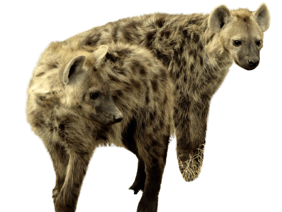 hyena-40