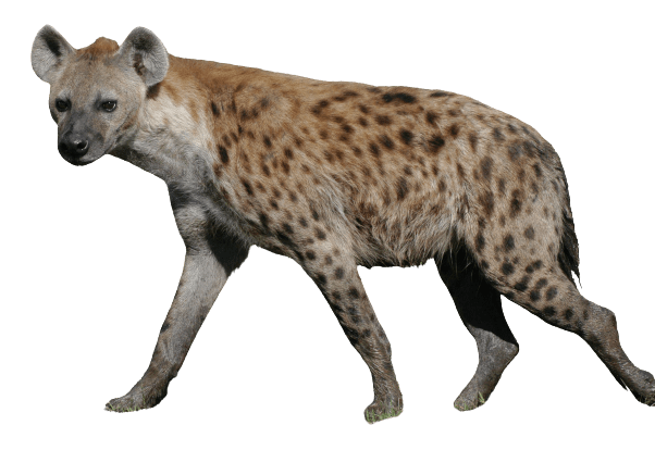 hyena-42