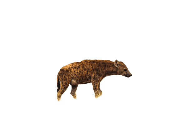 hyena-5