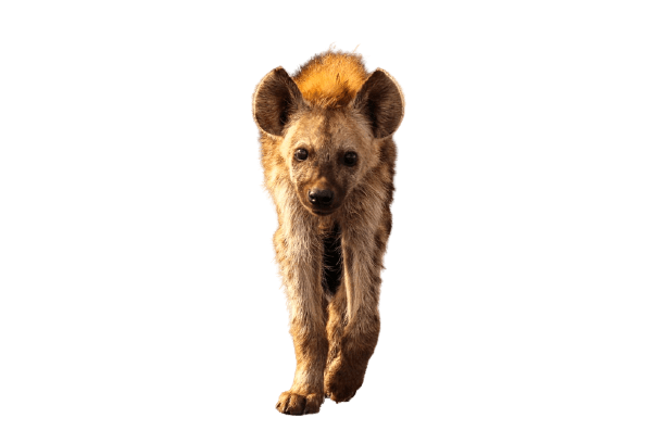 hyena-6