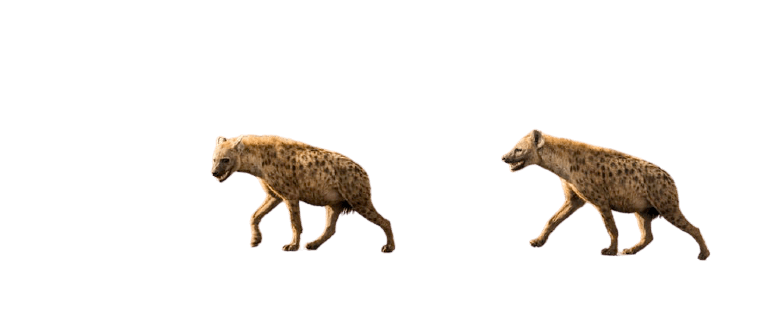 hyena-7