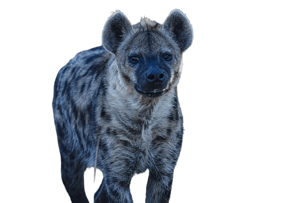 hyena-9