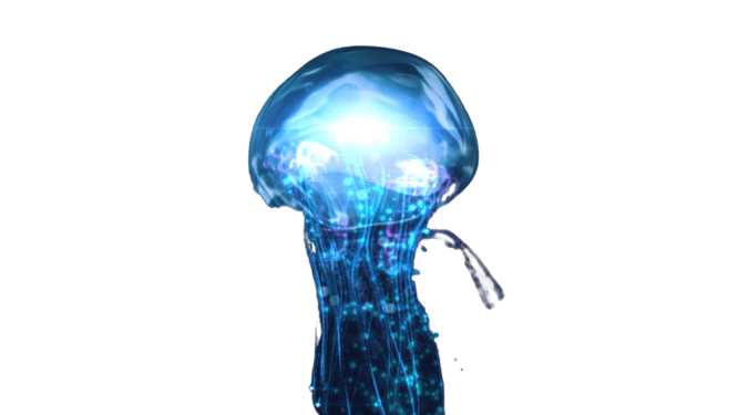 jellyfish-1