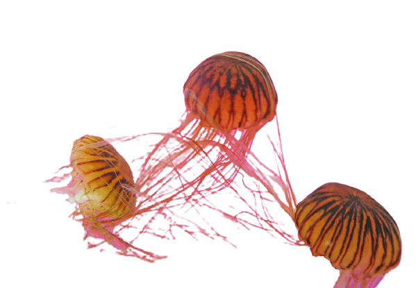 jellyfish-10