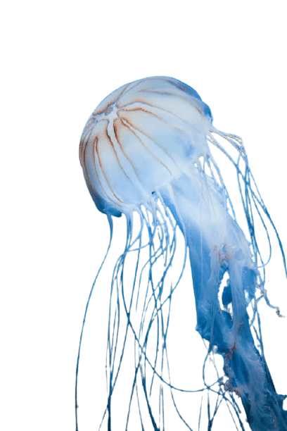 jellyfish-12