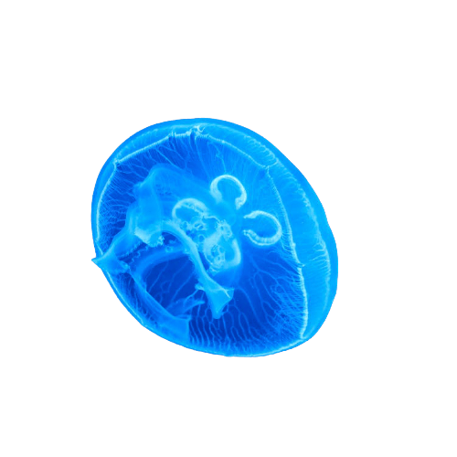 jellyfish-14