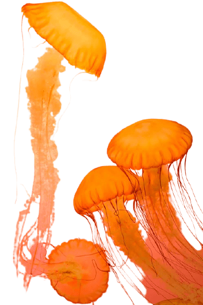 jellyfish-15