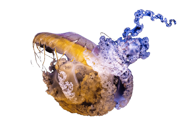 jellyfish-16