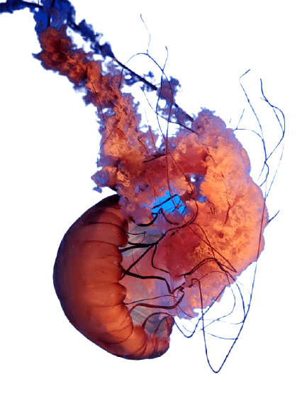 jellyfish-17