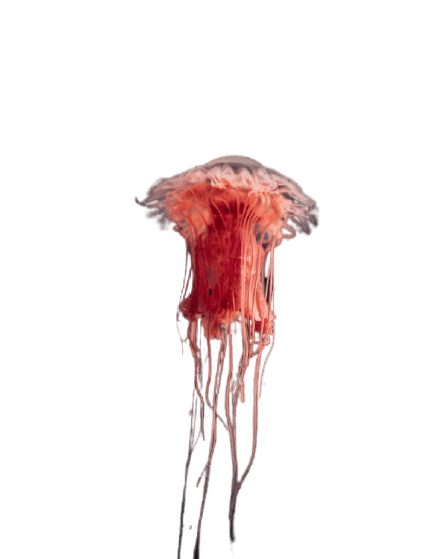 jellyfish-18
