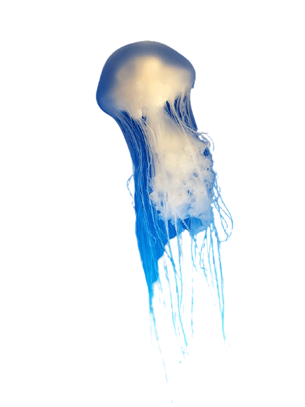 jellyfish-19