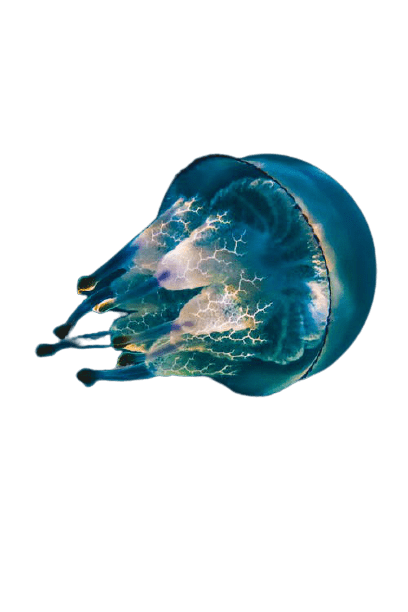 jellyfish-20