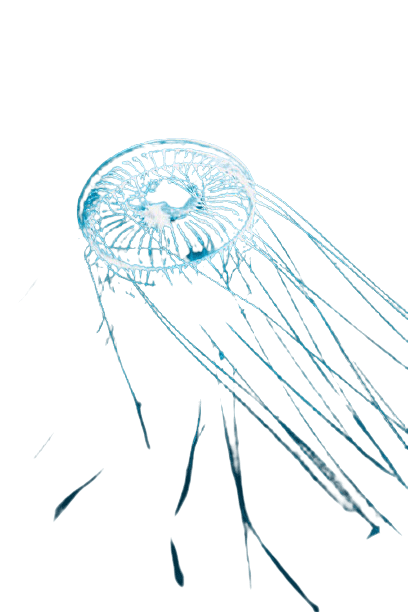 jellyfish-21