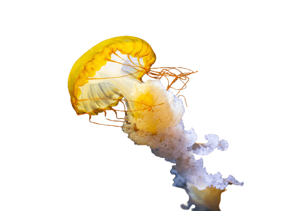 jellyfish-23