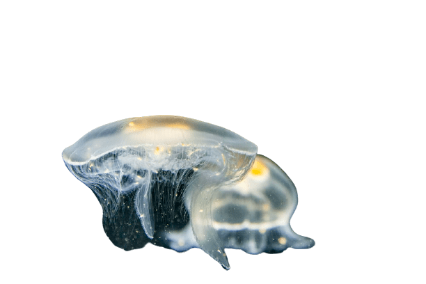 jellyfish-25