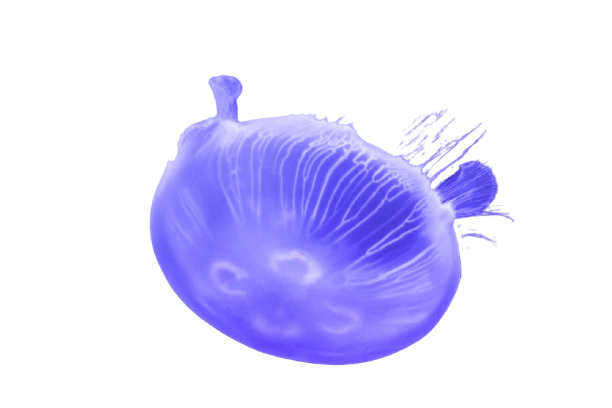jellyfish-26