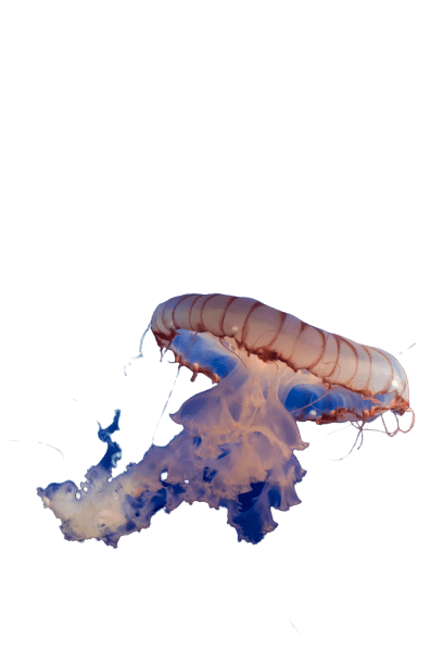 jellyfish-28