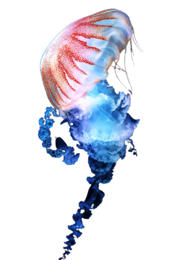 [Best 51+] Jellyfish PNG » Hd Transparent Background » A1png