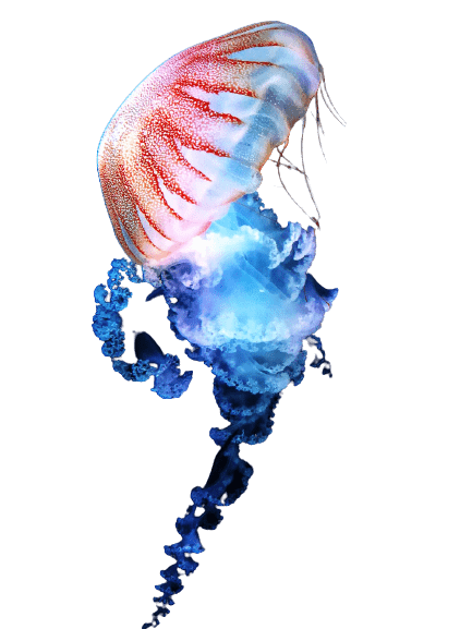 jellyfish-30