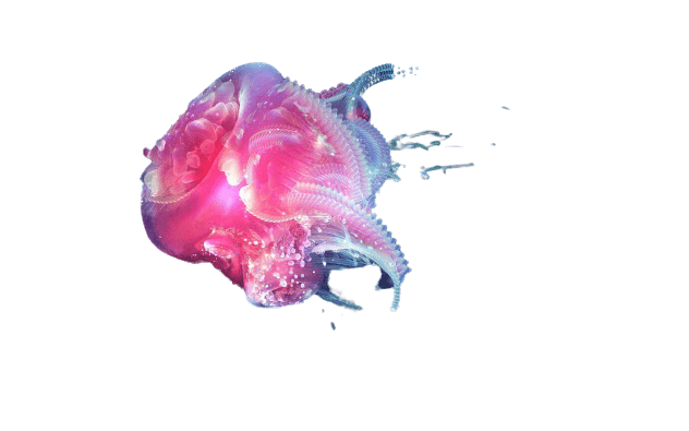 jellyfish-31